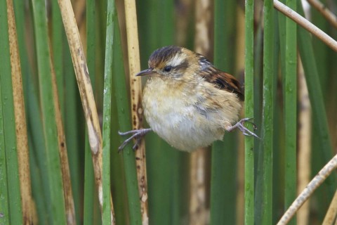 Wren-like Rushbird (Phleocryptes melanops), Lago Junin, Peru, South America