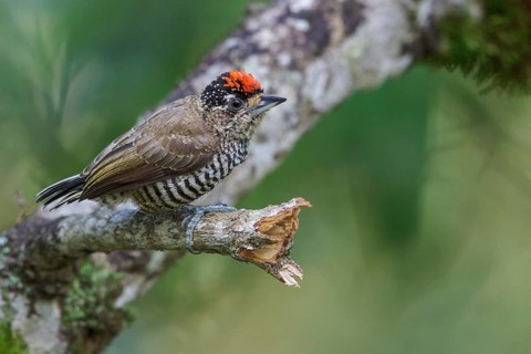 White-barred Piculet (Picumnus cirratus) perched on a branch in the Atlantic rainforest of