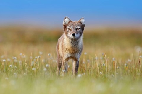 Arctic Fox, Vulpes lagopus, cute animal portrait in the nature habitat, grassy meadow with flowers,