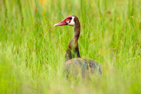 Spur-winged goose, Plectropterus gambensis, big black African bird with red bill sitting on the