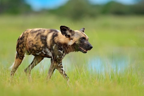 African wild dog, Lycaon pictus, walking in the lake. Hunting painted dog with big ears, beautiful