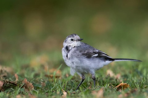 White Wagtail - Bachstelze - Motacilla alba ssp. alba, Great britain