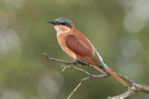 Southern Carmine Bee-eater (Merops nubicoides)