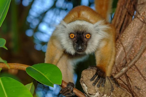 Female of primate species Moorish lemur (Eulemur macaco) Lemur sitting on branch looking directly