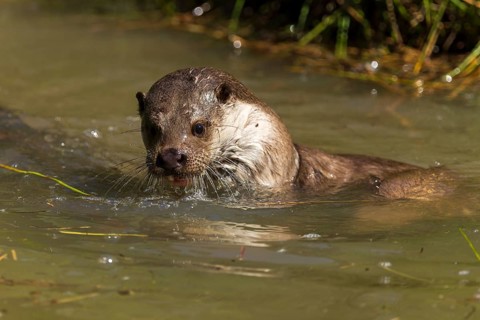An otter swimming in water with wet fur, European otter (Lutra lutra), Germany, Europe