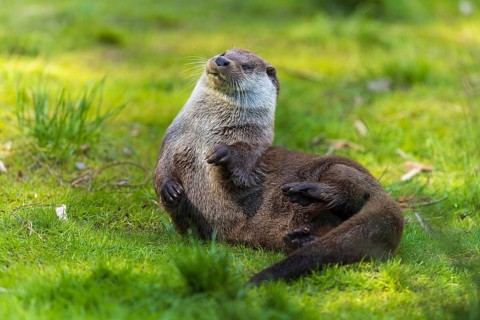 A relaxed otter lying on the meadow in natural surroundings, European otter (Lutra lutra), Germany,