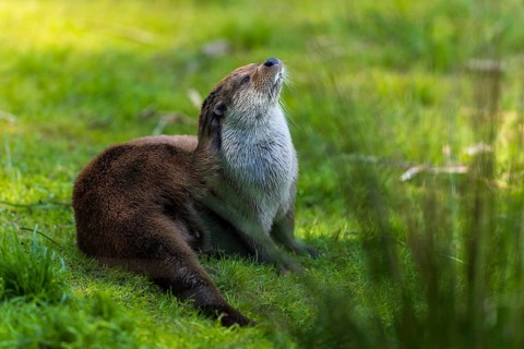 An otter sits attentively on a green meadow, European otter (Lutra lutra), Germany, Europe