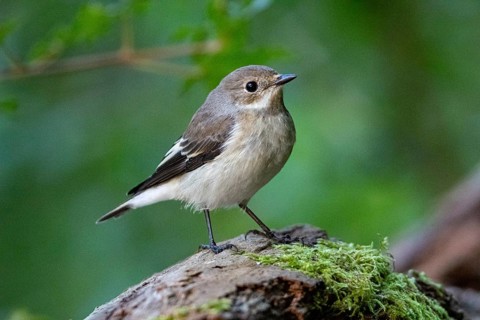 Pied Flycatcher (Ficedula hypoleuca) Germany