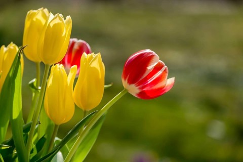 Bouquet of tulips with red and yellow tulips, Rhineland-Palatinate, Germany, Europe