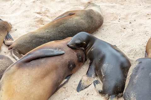 Sea lions (Zalophus wollebaeki), San Cristobal, Galapagos, Ecuador, South America