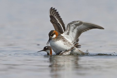 Red-necked Phalarope (Phalaropus lobatus) pair mating, Manitoba, Canada, North America