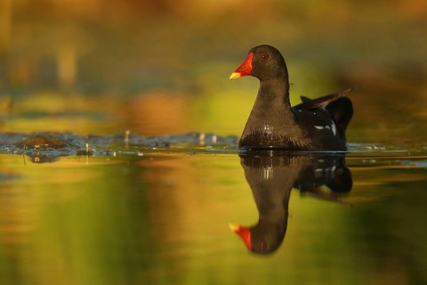 Common Moorhen (Gallinula chloropus), Piedmont, Italy, Europe
