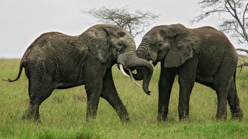 Afrikanischer Elefant (Loxodonta africana) zwei kämpfende Bullen in Savanne, Serengeti National