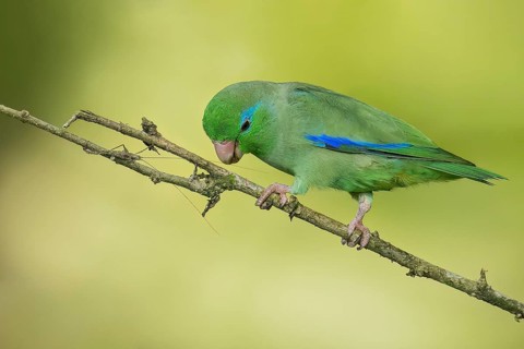 Spectacled Parrotlet (Forpus conspicillatus) perched on a branch in Colombia, South America