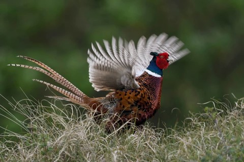 Flügelschlagend... Jagdfasan *Phasianus colchicus* vermeldet seinen Revieranspruch
