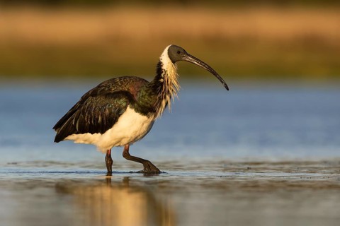 Straw-necked Ibis (Threskiornis spinicollis), Victoria, Australia, Oceania