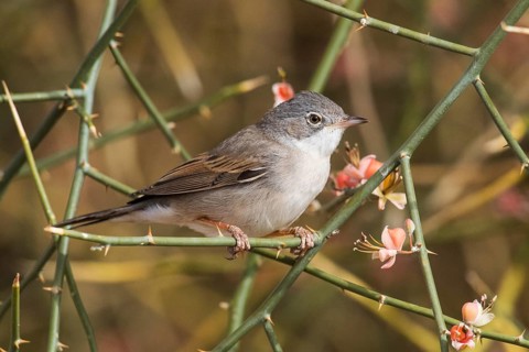 Common Whitethroat (Sylvia communis) male perched on a branch, Eilat, Israel, Asia