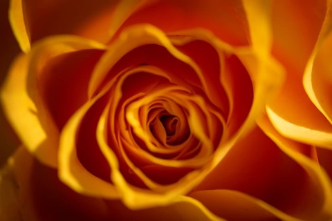 Yellow-orange blossom of a rose (Rosa)