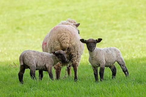 Sheep and lambs on pasture, Shottery, Stratford-upon-Avon, Warwickshire, England, Great Britain
