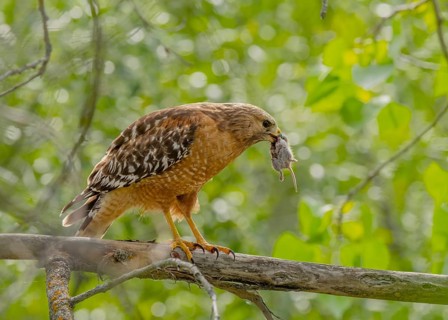 Red-shouldered Hawk (Buteo lineatus) perched on a branch with mouse prey in its beak, California,