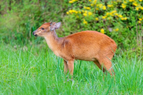 A male Red Forest Duiker (Cephalophus natalensis) stands in a green meadow, eating grass and herbs