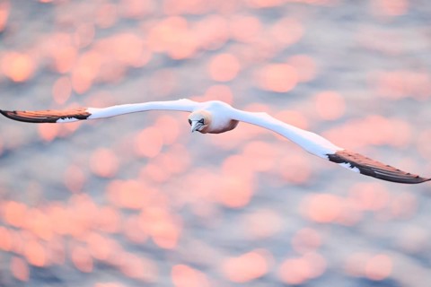 Northern gannet (Morus bassanus) flying over the sea at sunset, wildlife, Helgoland, Germany,