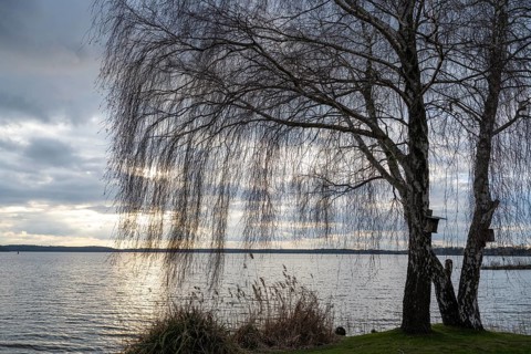 Evening mood at Lake Müritz, birch tree on the shore, clouds in the sky, Waren, Müritz, Mecklenburg
