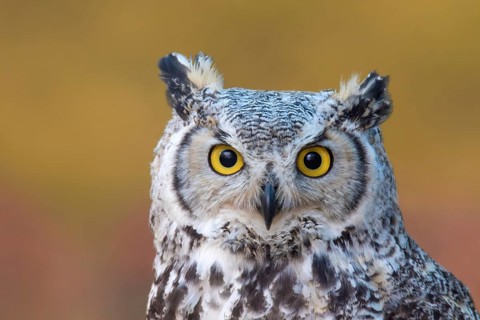 A Great Horned Owl, Bubo virginianus, portrait, near Prince Albert Saskatchewan, Canada, North