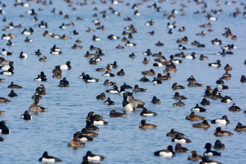 Greater Scaup & Tufted Duck (Aythya marila & Aythya fuligula) huge group on a lake,
