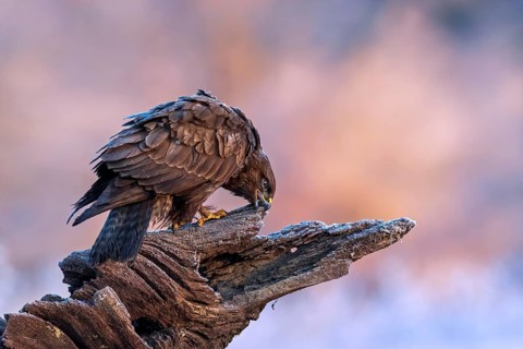 Common Buzzard (Buteo buteo) perched on a big old branch, Saxony-Anhalt, Germany, Europe