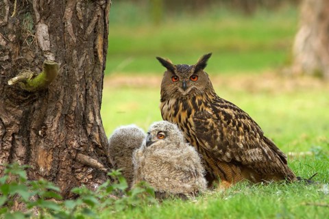 Eurasian Eagle-Owl (Bubo bubo) female with chicks, Utrecht, Netherlands
