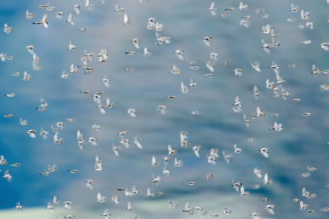 Brambling (Fringilla montifringilla) invasion, Baden-Wuerttemberg, Germany, Europe