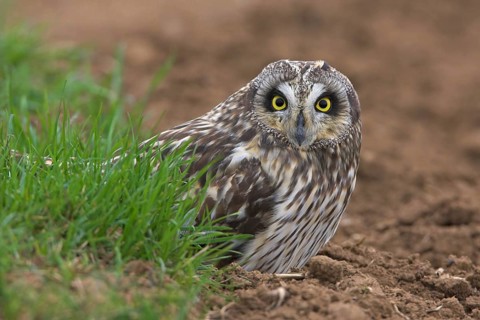 Short-eared Owl (Asio flammeus)