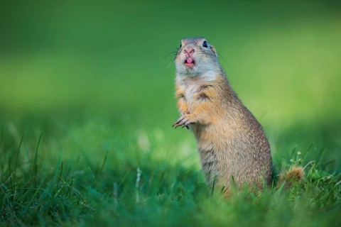 European Ground Squirrel (Spermophilus citellus) standing alert in meadow, Austria, Europe
