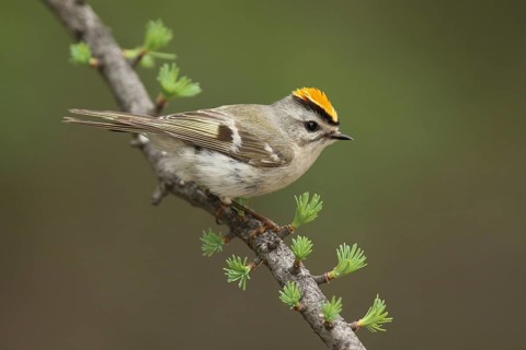Golden-crowned Kinglet (Regulus satrapa), Michigan, USA, North America