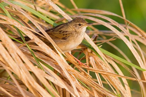 Common Grasshopper Warbler (Locustella naevia), Germany, Europe