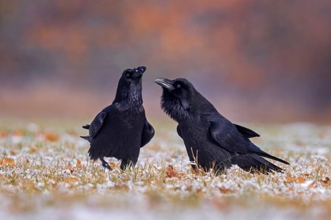 Northern Raven (Corvus corax) pair, Saxony-Anhalt, Germany, Europe