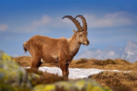 Ibex from Niederhorn, Switzerland. Ibex, Capra ibex, horned alpine animal with rocks in background,