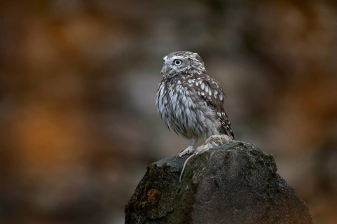 Romania bird wildlife. Little Owl, Athene noctua, bird in old roof tile ruin. Urban wildlife with