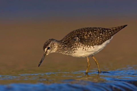Wood Sandpiper (Tringa glareola), Lesvos, Greece, Europe