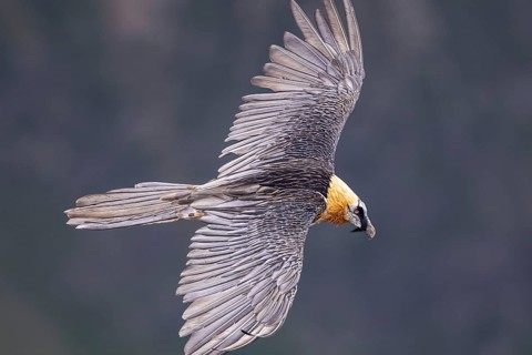 Bearded Vulture (Gypaetus barbatus) flying, Italy, Europe