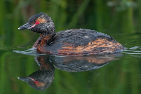 Horned Grebe (Podiceps auritus), Iceland, Europe
