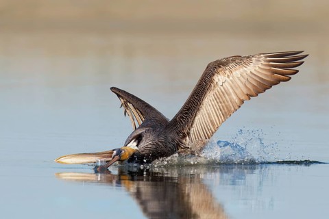 Brown Pelican (Pelecanus occidentalis) flying, Florida, USA, North America