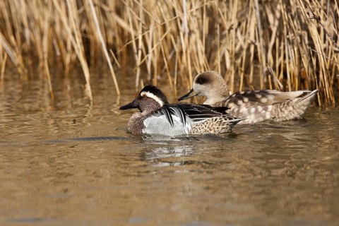Garganey & Marbled Duck (Spatula querquedula & Marmaronetta angustirostris), Castile-La Mancha,