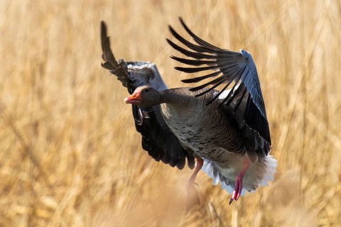 Flying goose with spread wings in a reed field, greylag goose (Anser anser), wildlife, Germany,