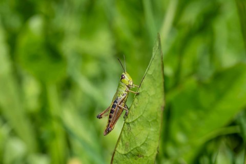 Great green bush cricket (locusta), grasshopper, on a leaf in a meadow, Tyrol, Austria, Europe
