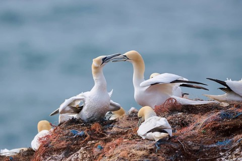 Northern gannet (Morus bassanus) greet each other with their beaks in the colony, at sunset,