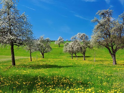 Field of flowering dandelions and pear trees (Pyrus communis), Beinwil, Freiamt, Canton Aargau,