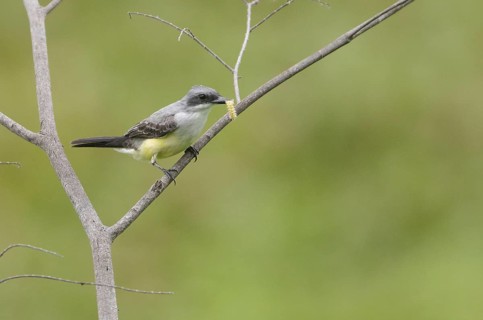 Snowy-throated Kingbird (Tyrannus niveigularis) carrying caterpillar in its beak, Guayas, Ecuador,