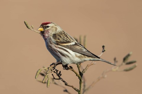 Common Redpoll (Acanthis flammea) male perched on a branch, Netherlands